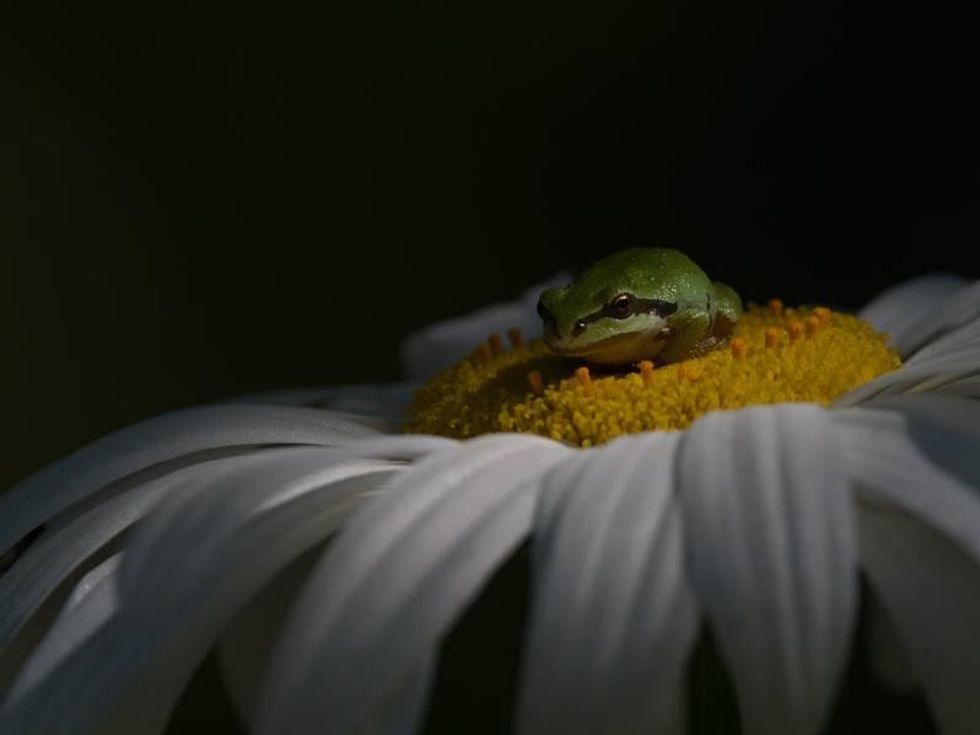 frog, pacific tree frog, nature photography