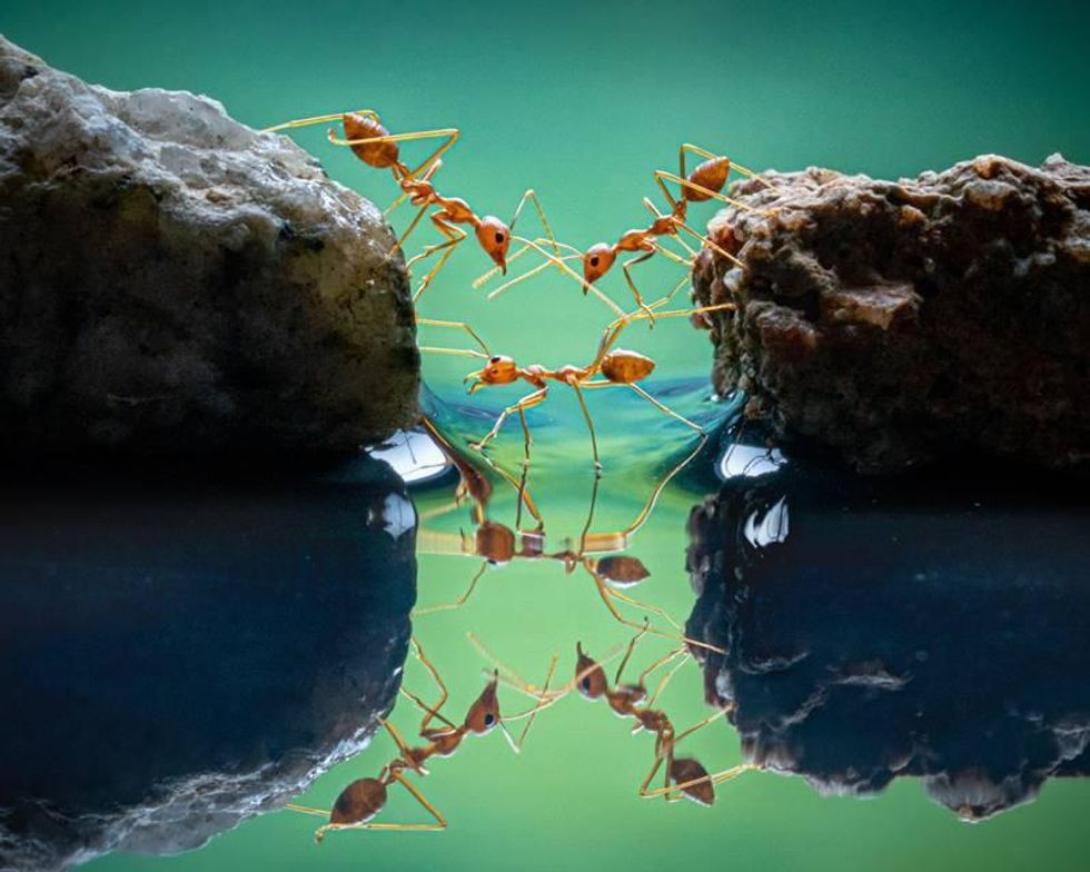 red ants, reflection, nature photography