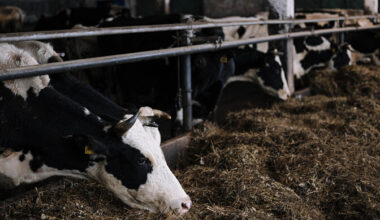 Estonia's farms taking steps to prevent foot-and-mouth arrival | News