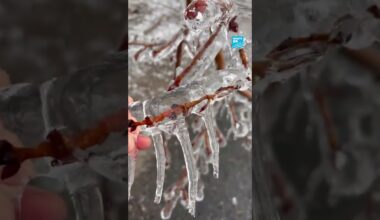 🇨🇦❄️ An ice #storm hits eastern #Canada  • FRANCE 24 English