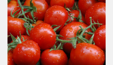 Moldova begins exporting tomatoes to the EU