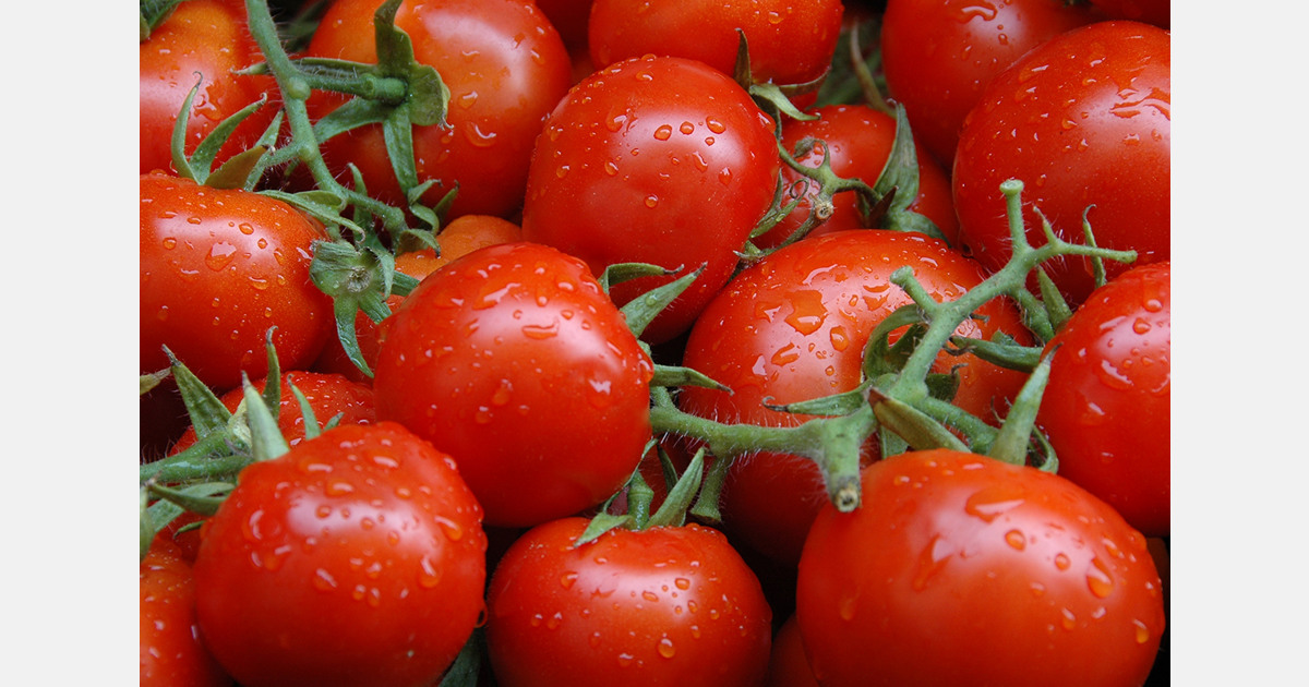 Moldova begins exporting tomatoes to the EU