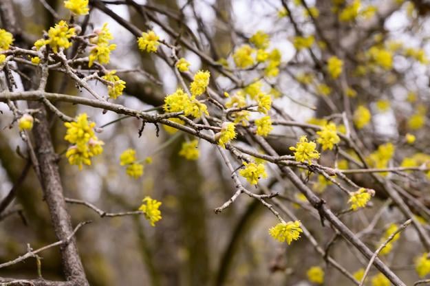A blooming Cornelian cherry shrub in the village of Podhorany, Nitra district, on March 13, 2025.