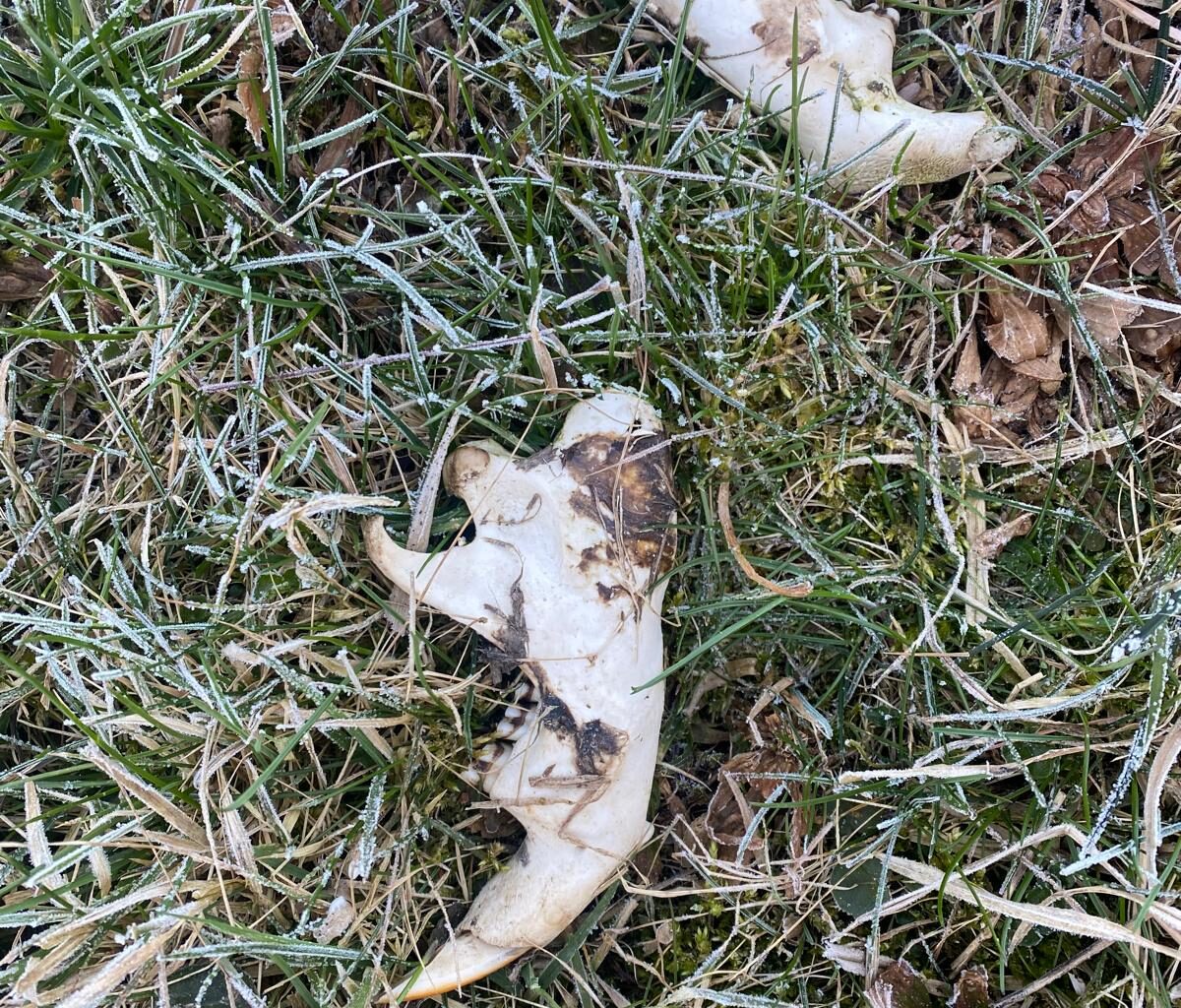 Was haben wir heute morgen gefunden? (18+ weil Knochen)