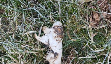 Was haben wir heute morgen gefunden? (18+ weil Knochen)