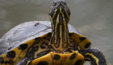 Was führt diese Kröte im Schilde?