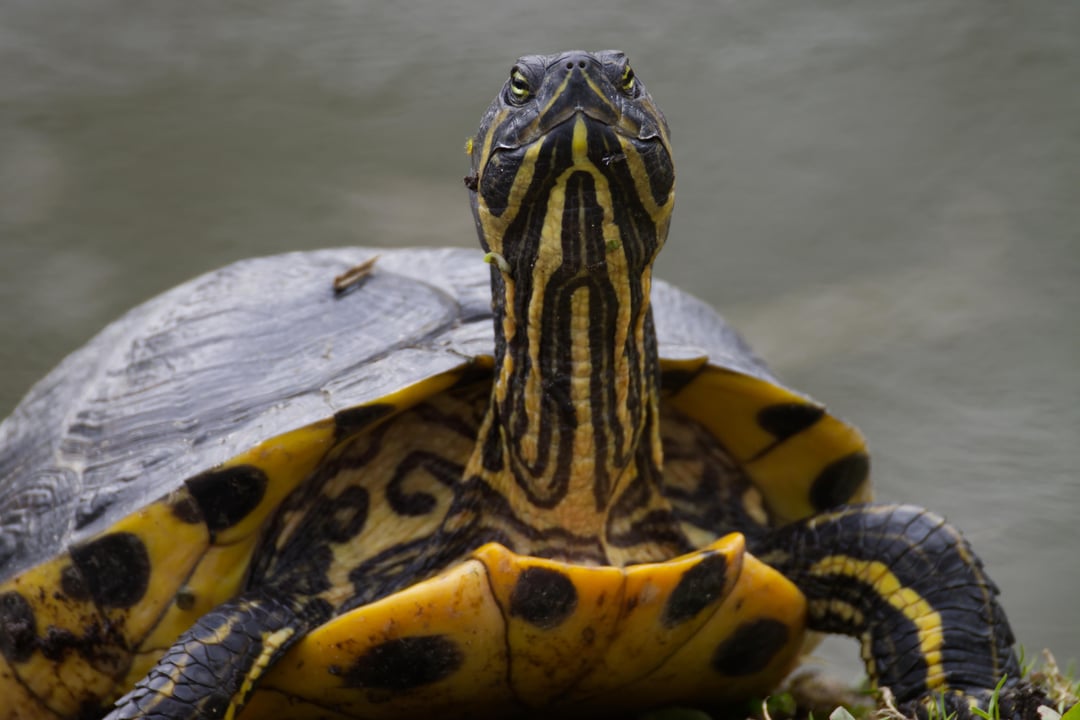 Was führt diese Kröte im Schilde?