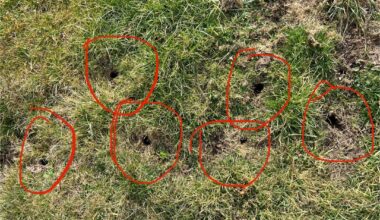 Was wühlt hier bei mir im Garten?