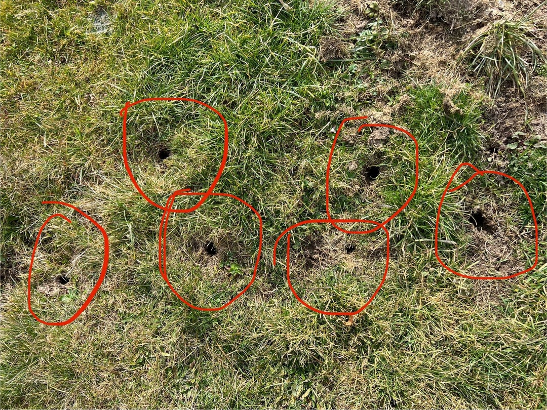 Was wühlt hier bei mir im Garten?