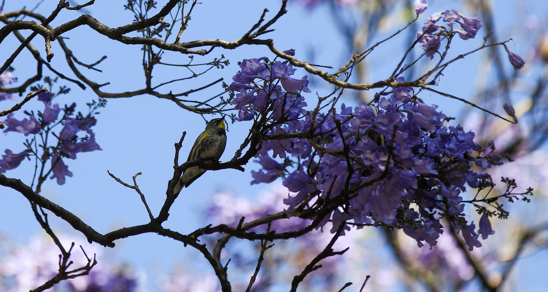 Early jacaranda bloom sparks debate about climate change in Mexico