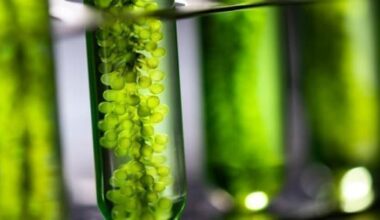 Biofuels