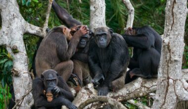 Guinea Gold Project Advances Despite Conservation Concerns