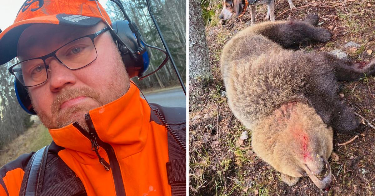 Jägare attackerad av björn i Bollnäs Vallsta