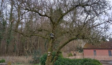 Apfelbaum schneiden?