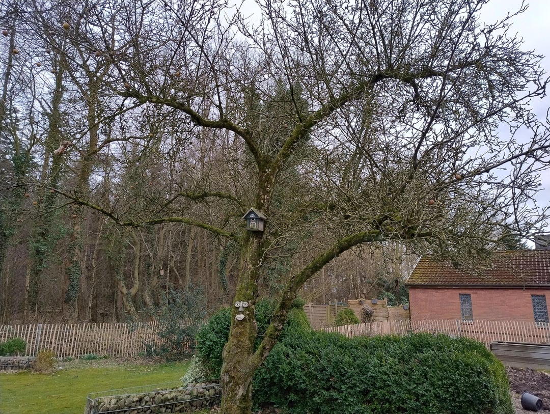 Apfelbaum schneiden?
