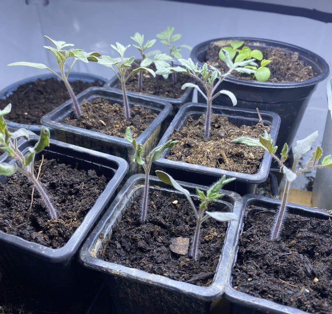 Tomaten jetzt schon tiefer setzen?