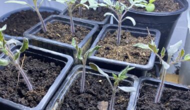 Tomaten jetzt schon tiefer setzen?