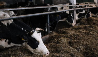 For the first time in years, milk production profitable in Estonia again | News