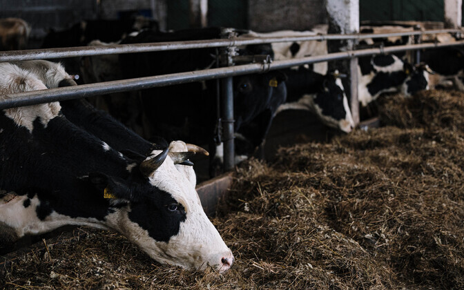 For the first time in years, milk production profitable in Estonia again | News