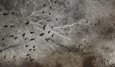 White-tailed eagle forcing cormorants to move in Estonia | News