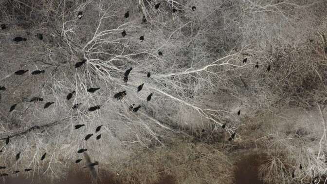 White-tailed eagle forcing cormorants to move in Estonia | News