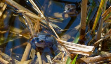 Moorfrosch und Hummel