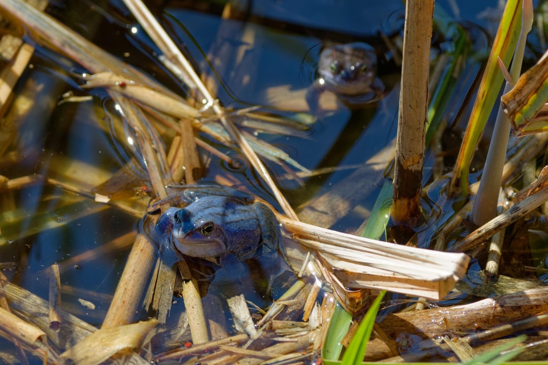 Moorfrosch und Hummel