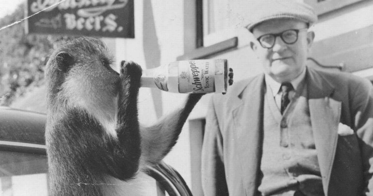 The Welsh pub where a monkey was once a regular at the bar
