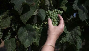Trump Brings European Wineries to Their Knees Even Before Tariffs Hit
