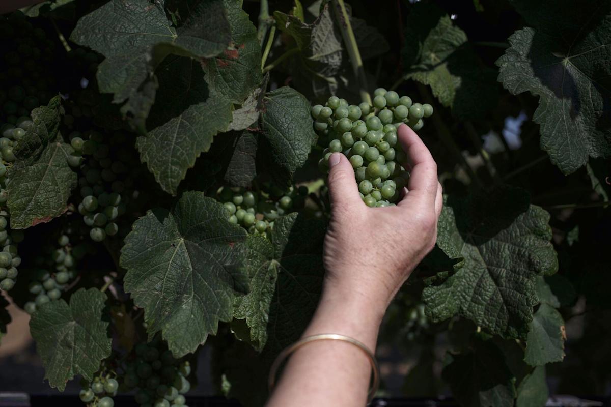 Trump Brings European Wineries to Their Knees Even Before Tariffs Hit