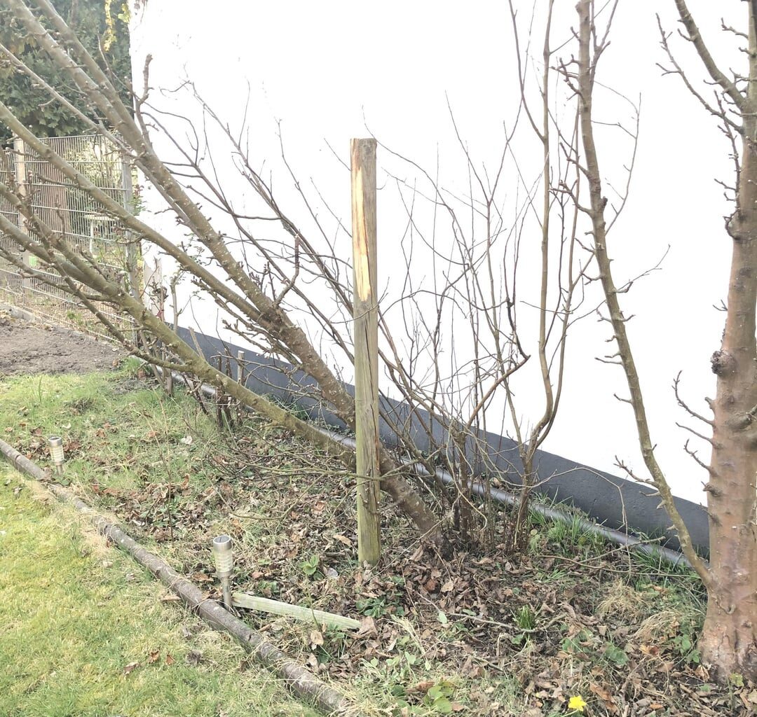 Apfelbaum. Rettung noch möglich?