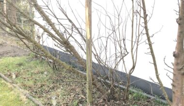 Apfelbaum. Rettung noch möglich?