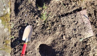 Was ruiniert meinen Garten?