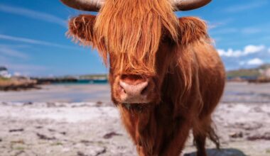 Highland cow appreciation post