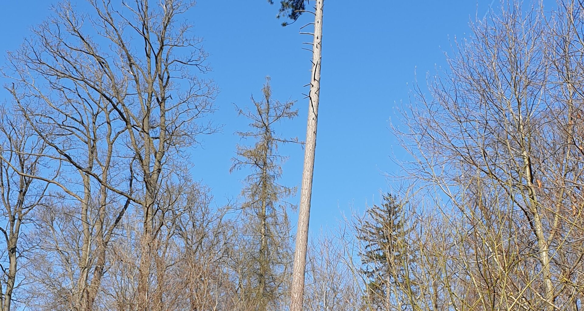 Welche Art Baum ist das?