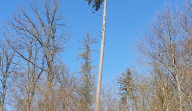 Welche Art Baum ist das?