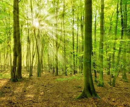 In Deutschland gehören der Nationalpark Müritz in Mecklenburg-Vorpommern, der hier abgebildet ist, der Grumsiner Forst in Brandenburg, der Nationalpark Kellerwald-Edersee in Hessen, der Nationalpark Jasmund auf Rügen in Mecklenburg-Vorpommern sowie der Nationalpark Hainich in Thüringen zum Welterbe.