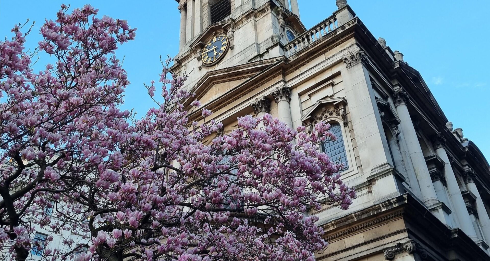 Full bloom