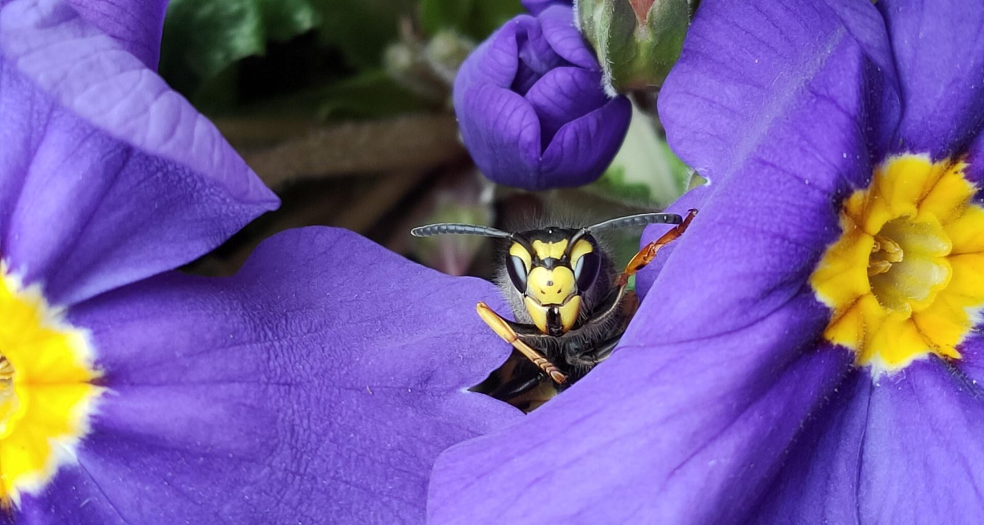 Deutsche Wespe schaut neugierig unter Blüten hervor
