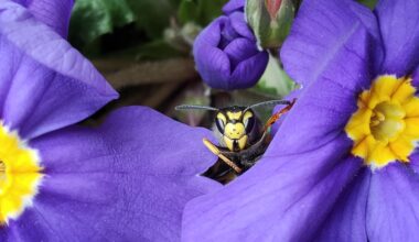 Deutsche Wespe schaut neugierig unter Blüten hervor
