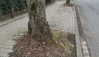 Ideen was man hier pflanzen könnte