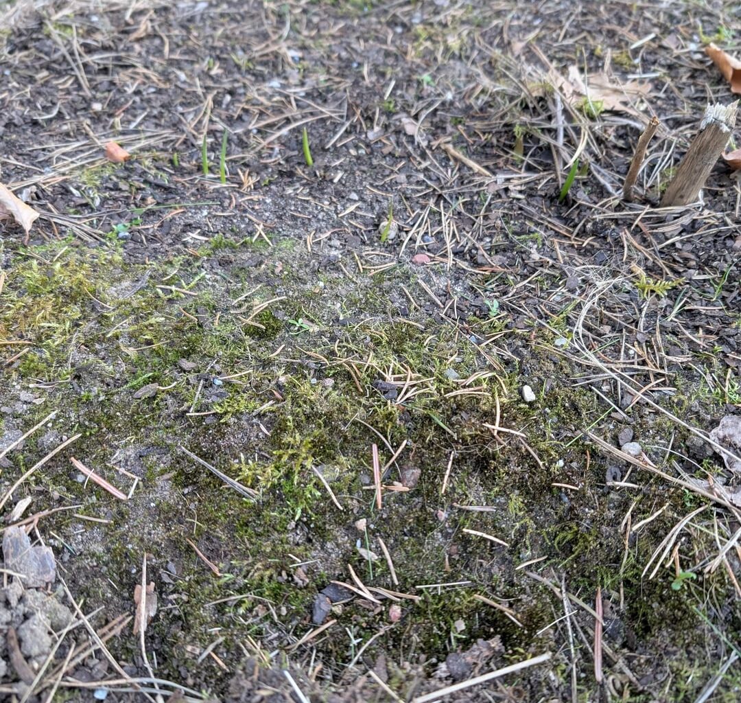 Moos auf Lilienbeet