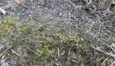 Moos auf Lilienbeet