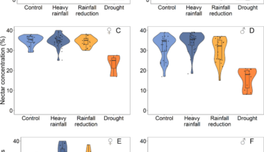 Extreme events induced by climate change alter nectar offer to pollinators in cross pollination-dependent crops