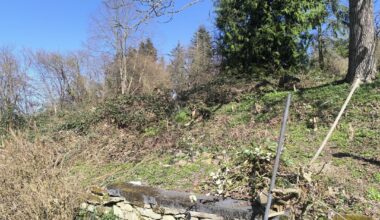 verwilderter Obstgarten