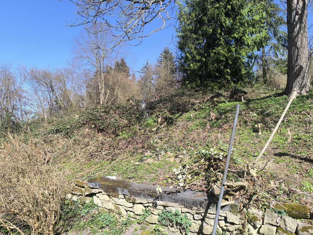 verwilderter Obstgarten