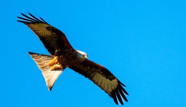Rotmilan auf der Suche nach Mittagessen