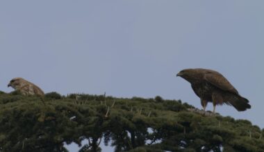 Ein Bussierliches Brutpärchen