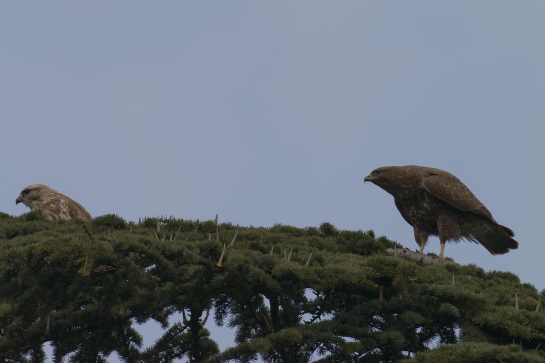 Ein Bussierliches Brutpärchen