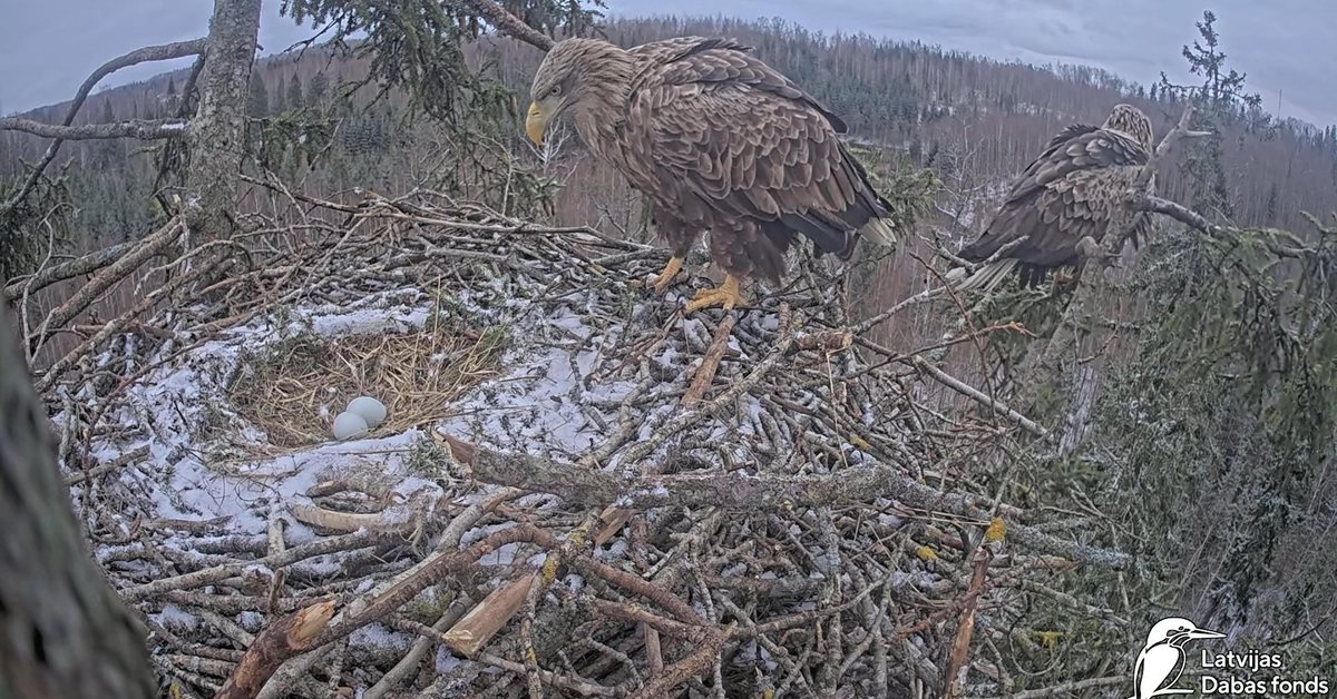 Durbes jūras ērgļu ligzdā priecīgi jaunumi – Milda izdējusi otru olu